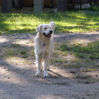 2009 - léto a podzim Zubří
