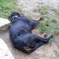 2009 - léto a podzim Zubří