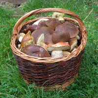 2009 - léto a podzim Zubří